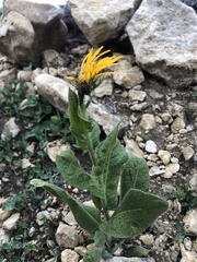 Pentanema orientale