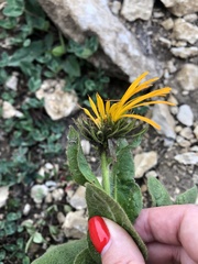 Pentanema orientale