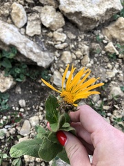 Pentanema orientale