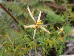 Chironia melampyrifolia