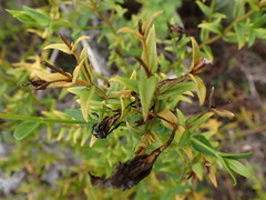 Chironia melampyrifolia