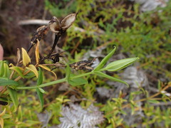 Chironia melampyrifolia