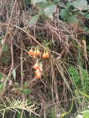 Stenomesson aurantiacum