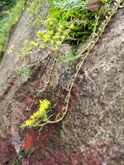 Sedum sarmentosum