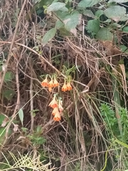 Stenomesson aurantiacum