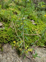 Sedum sarmentosum