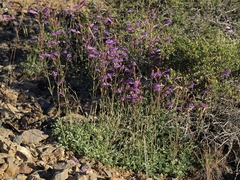 Penstemon scapoides