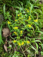 Sedum sarmentosum