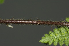 Hypolepis lactea