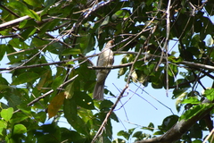 Lipaugus vociferans
