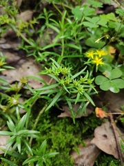 Lysimachia congestiflora