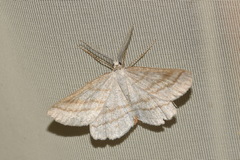 Perconia strigillaria
