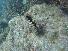 Pinctada mazatlanica