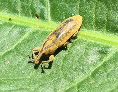 Lixus concavus