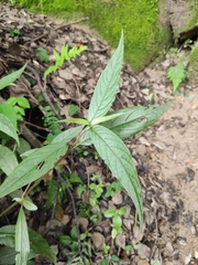 Achyranthes longifolia