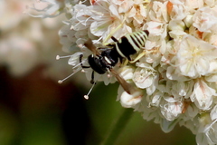 Stenodynerus blandus