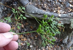 Anisotome filifolia