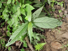 Achyranthes longifolia