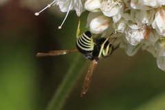 Stenodynerus blandus