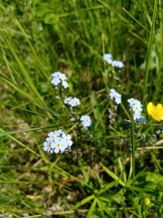 Myosotis popovii