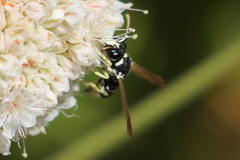 Stenodynerus blandus