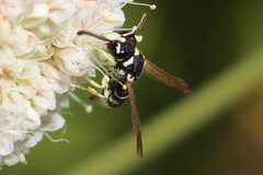 Stenodynerus blandus