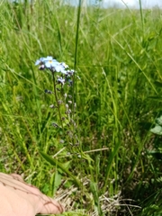 Myosotis popovii