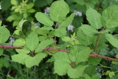 Rubus praecox