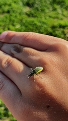 Chlorophanus viridis