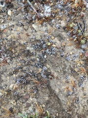 Hesperevax sparsiflora