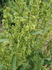 Rumex dentatus