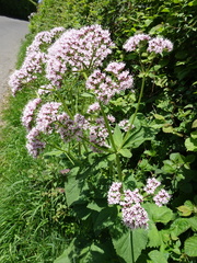 Valeriana pyrenaica