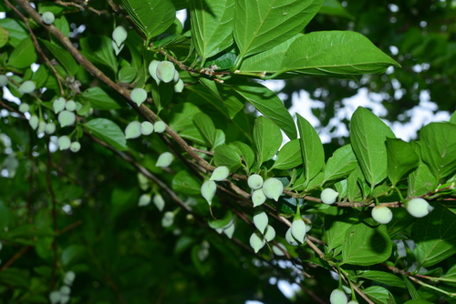 Styrax japonica iNat (2)