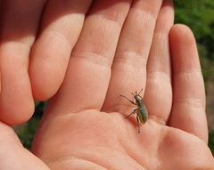 Chlorophanus viridis