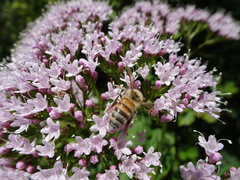Valeriana pyrenaica
