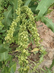 Rumex dentatus