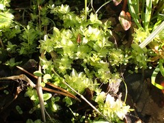 Plagiomnium ellipticum