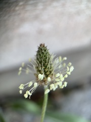 Plantago lanceolata