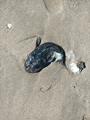 Halobatrachus didactylus