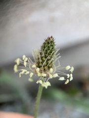 Plantago lanceolata