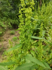 Rumex dentatus