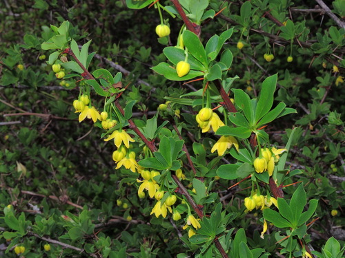 Image of Berberis morrisonensis by (c) Jacy Chen, some rights reserved (CC BY)