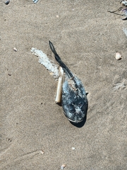 Halobatrachus didactylus