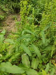 Rumex dentatus