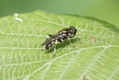 Xylota