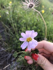 Tanacetum coccineum