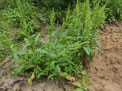 Rumex dentatus