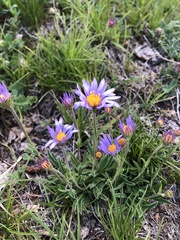 Aster amellus bessarabicus
