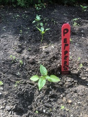 Piperales
