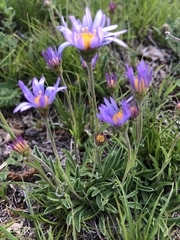 Aster amellus bessarabicus
